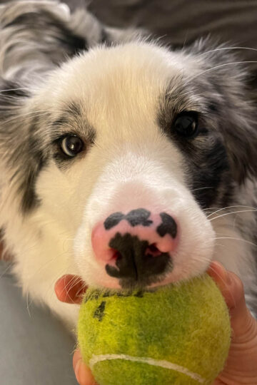 a dog holding on a ball