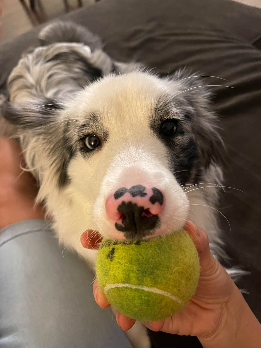 dog with the yellow ball