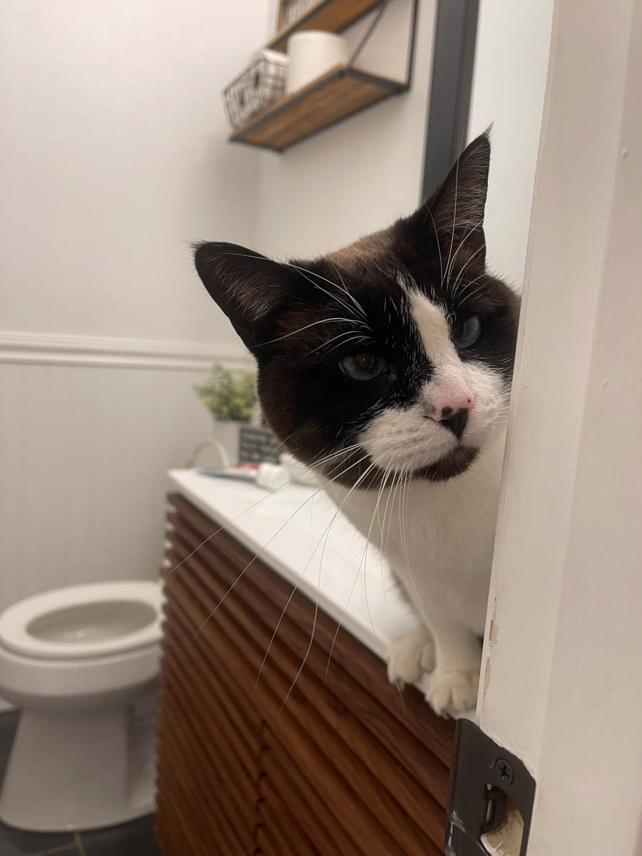 snowshoe cat in the bathroom