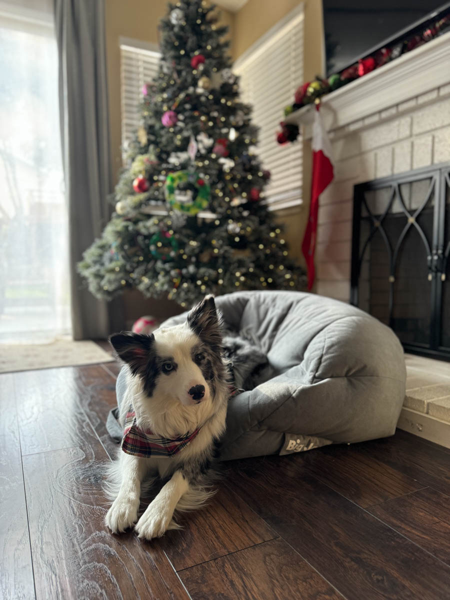 border collie dog in front of the Christmas tree